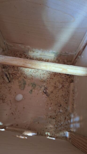 hazır hicablar: Hazır bala veren quşlar dı altında yumurta var hemide yeke yeke — 4