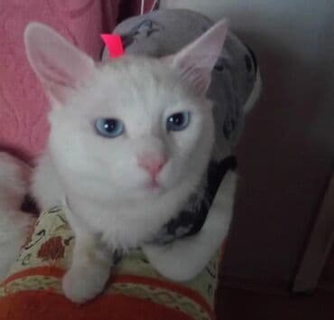 ən şirin pişiklər: Ağ tüklü, mavi gözlü pişik. dir hec bir xesdeliyi yoxdur peyvender — 1