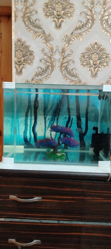 Другие животные: Şüşə akvarium seti - Təxminən orta ölçü şüşə akvarium (düzbucaqlı — 2