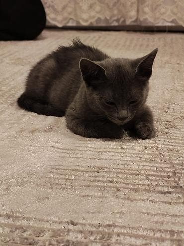 Чётки: Məhsul: Naxışlı səccadə və təsbeh dəsti Təsvir: - Klassik İslam — 7