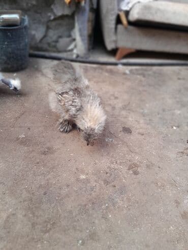 Toyuq, Damazlıq, Ödənişli çatdırılma — 4