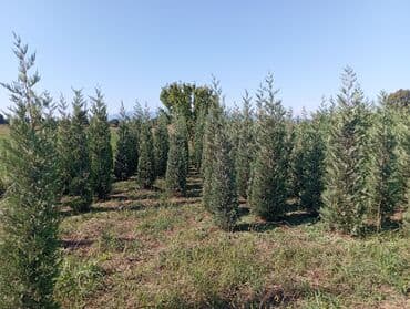 пластмассовый бак для воды купить: Her növ ağaclar ve dekarativ ağaclar çox ucuz ve qarantili gubresiz — 5