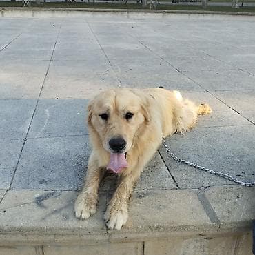 ev heyvanları: Retriever, Erkek, Peyvəndli, Ünvandan götürmə — 4