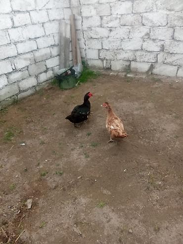 qara brama: Erkək, | Lal ördək, Damazlıq — 1