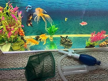 akvarium satisi: Akvaryum komplekti – dekorativ balıqlar və aksesuarlarla - Şüşə — 9
