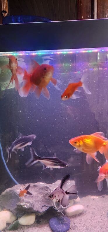 dib balıqları: Qızıl balıq, Sülhsevər — 5