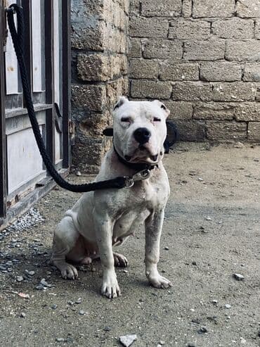 ev heyvanları it: Doq, 2 il, Dişi, Peyvəndli, Ünvandan götürmə — 3