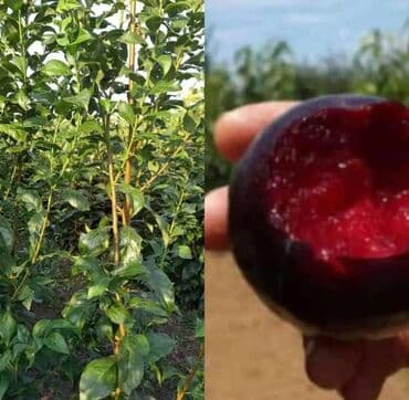 qab qacaqlar: Məhsul: ting və kol bitkiləri (gül və meyvə ağacı tingləri) - Gül — 4