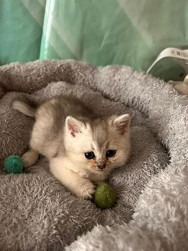 pisiy qabi: Britan — 5