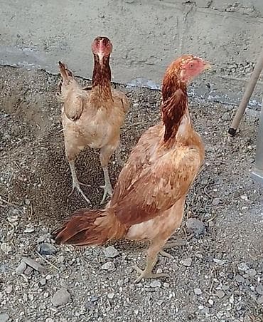 heyrati feresi: Toyuq, Damazlıq — 1