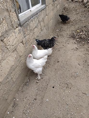 broyler cuce satisi: Toyuq, Yumurtalıq — 1