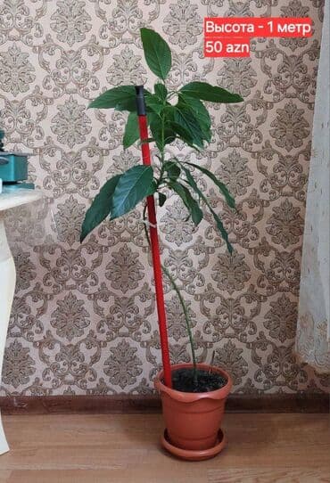 püstə ağacı: 🌱 Авакадо. Красивые деревья из косточки, были посажены дома около 5-ти — 8