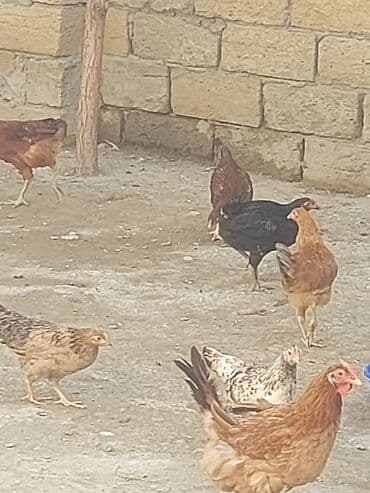 toyuq yuvası: Toyuq, Damazlıq, Ünvandan götürmə — 10
