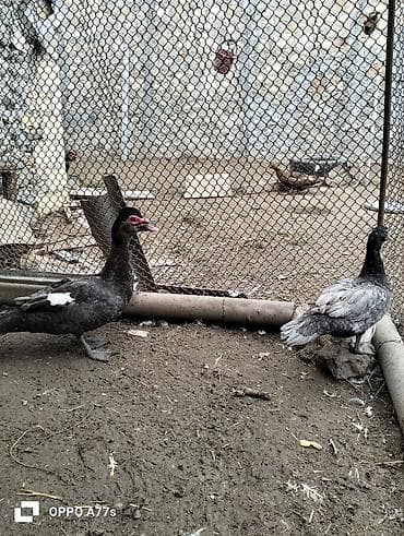 Moskva ördəkləri (indoutka) – 2 baş

- Macar