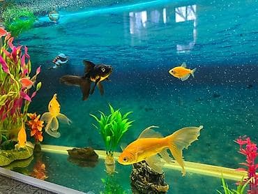 akvarium satisi: Akvaryum komplekti – dekorativ balıqlar və aksesuarlarla - Şüşə — 6