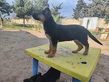 alman afcarkalari: Alman çoban iti, 3 ay, Dişi, Peyvəndli — 8