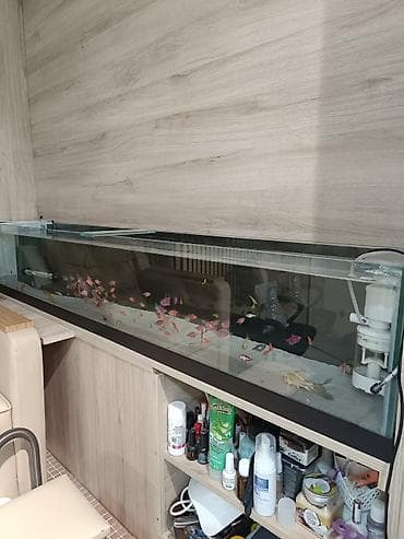 samoyed balasi satilir: Sifarişlə hazırlanır şəkilər özümüzə Ayıldı öz əl işimizdi sifarişlə — 1