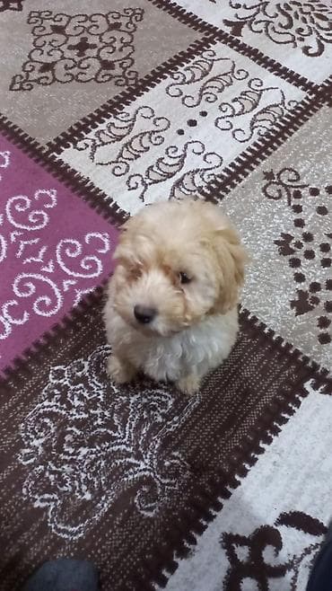 maltese terrier qiymeti: Pudel, 3 ay, Dişi — 1