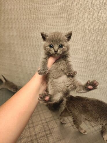 şotlan pişik: Şotland yastı qulaq, Erkək, Dişi, Yaxşı əllərə, Ünvandan götürmə, Pulsuz çatdırılma, Ödənişli çatdırılma — 201