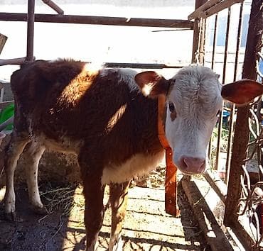 it sekilleri: *((sintemental 6 aylıq,dişi dana))* (qəhvəyi-ağ rəngli) — 1