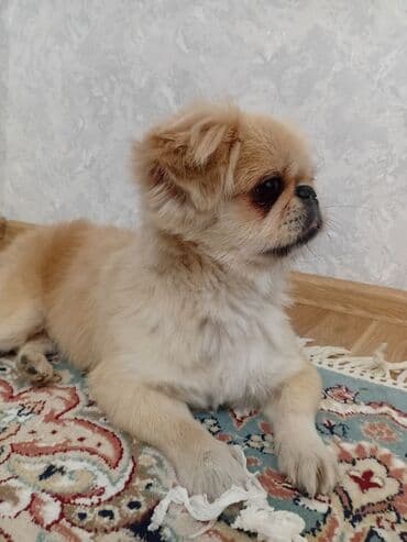 it balaları satilir: Pekines, 3 il, Erkek, Cütləşmə üçün — 2