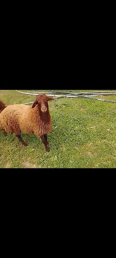 Qoyunlar – yerli cins, qırmızı-qəhvəyi rəngli yunlu heyvanlar -
