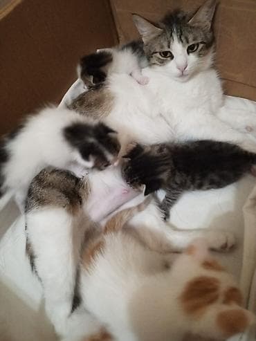 fars pişiyi: Tabbi, Yaxşı əllərə — 4