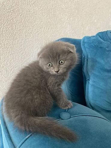 Digər heyvanlar: Boz tüklü balaca pişik balaları - Cins: boz rəngli, yumşaq, sıx tüklü — 4