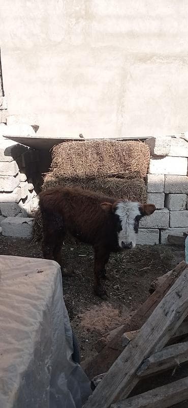 inek dana: Satılır: balaca dana - Cins: qarışıq (qəhvəyi bədən, ağ-al rəngli — 5