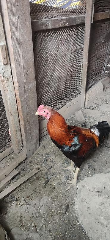 cins atlar: Üç yaş yarimdi hec bir xoruza doyulməyib . Ciddi insanlar narahat — 1