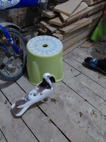 göyərçin yuvası: Salam saglam quşlardı 16.17 tük istəyən yazsın vatsaf aktivdi - Növ — 6