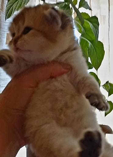 pisik cantasi: Britan, Erkək, Yaxşı əllərə, Ünvandan götürmə — 10