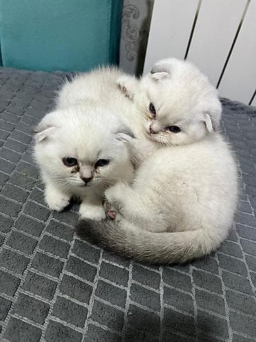 labrador iti satilir: Şotland yastı qulaq — 2