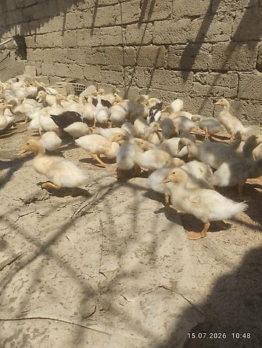 simmental cinsi: Ağ rəngli ördək balaları - Növ: yerli ağ ördək balaları (pekin tipinə — 7
