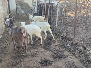 dalmatin satilir: Təmiz Sani və hələb keçiləri satılır. nə sualınız olsa zəng edin — 7