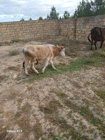 yerli cins inekler: Tecili erkek dana satilir endirim edildi — 4