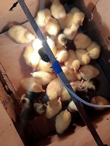 Птицы: Məhsul: Qaz Amerikan linda kuban hər iksindən Təsvir: - Yumurtaçı və — 1