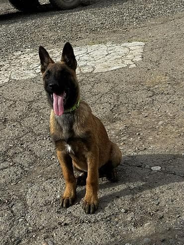 ordek satisi: Бельгийская овчарка — 2