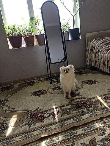 it alanlar: Şpitz, 9 ay, Dişi, Ünvandan götürmə — 3