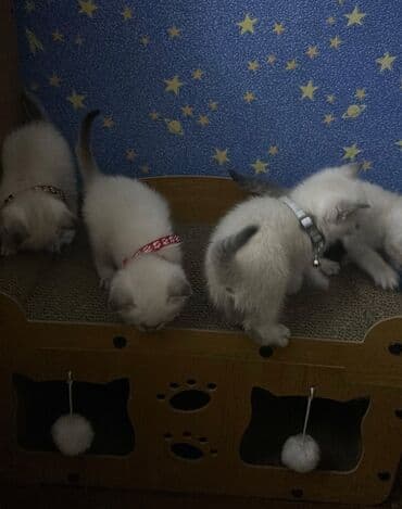 pişik dişi: Siam, Dişi — 1