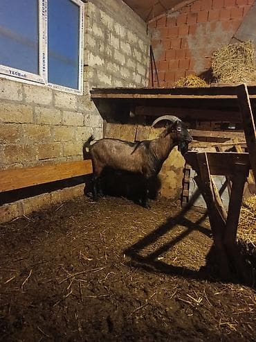 Keçilər, çəpişlər: Boğaz keçi – məhsuldar yerli cins - Cins: yerli məişət keçisi, uzun — 5