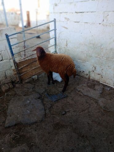 Əsil damazdıqa quzu satılır istəyən olsa yazsın video sun atım baxın