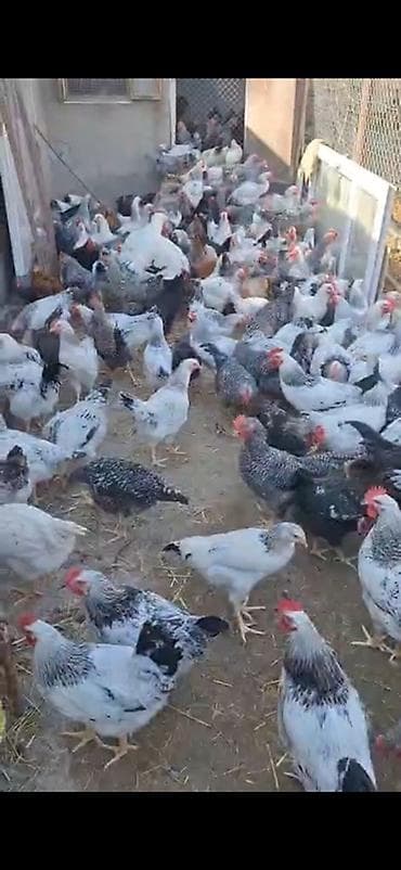 - Serebrist və Xarkov çolpaları - Həyət çolpalarıdı,çəkiləri yaxşıdır