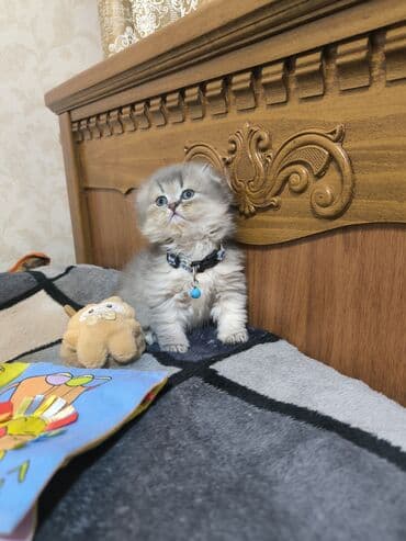 Şotland yastı qulaq, Erkək