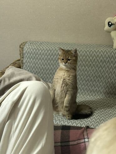 кошка в добрые руки: Золотая шиншилла, Самка — 1