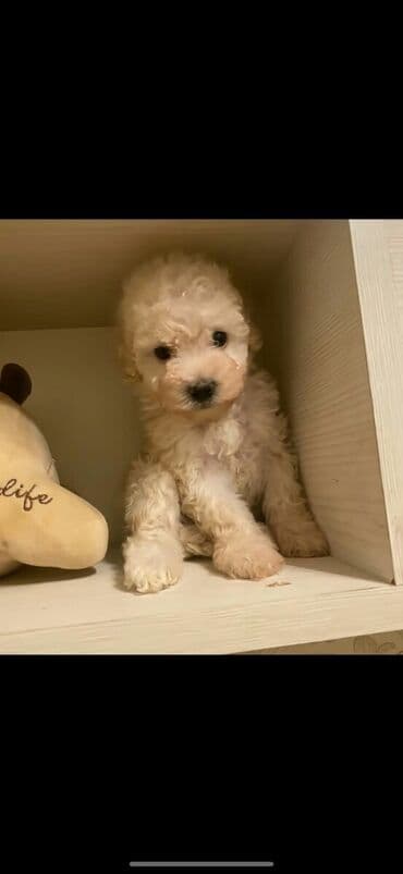 карликовый пудель цена: Pudel, 2 ay, Erkek — 1