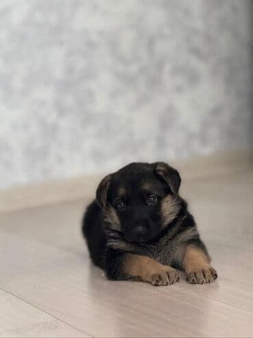 alman: Alman çoban iti, 3 ay, Dişi, Peyvəndli, Ünvandan götürmə — 5