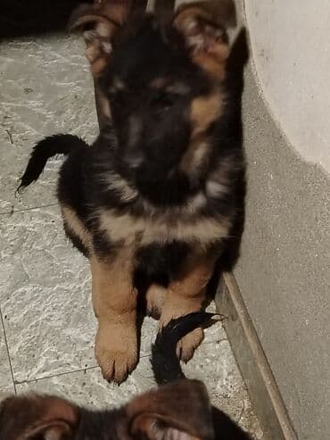 it heyvan: Alman çoban iti, 3 ay, Peyvəndli, Ünvandan götürmə — 2