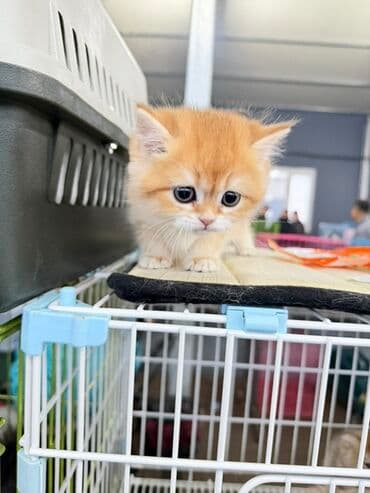 Gəmiricilər: Fars, Erkək, Dişi — 7