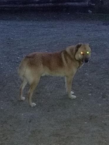 it şekilleri: Alabay, 2 il, Erkek, Peyvəndli, Ünvandan götürmə — 7